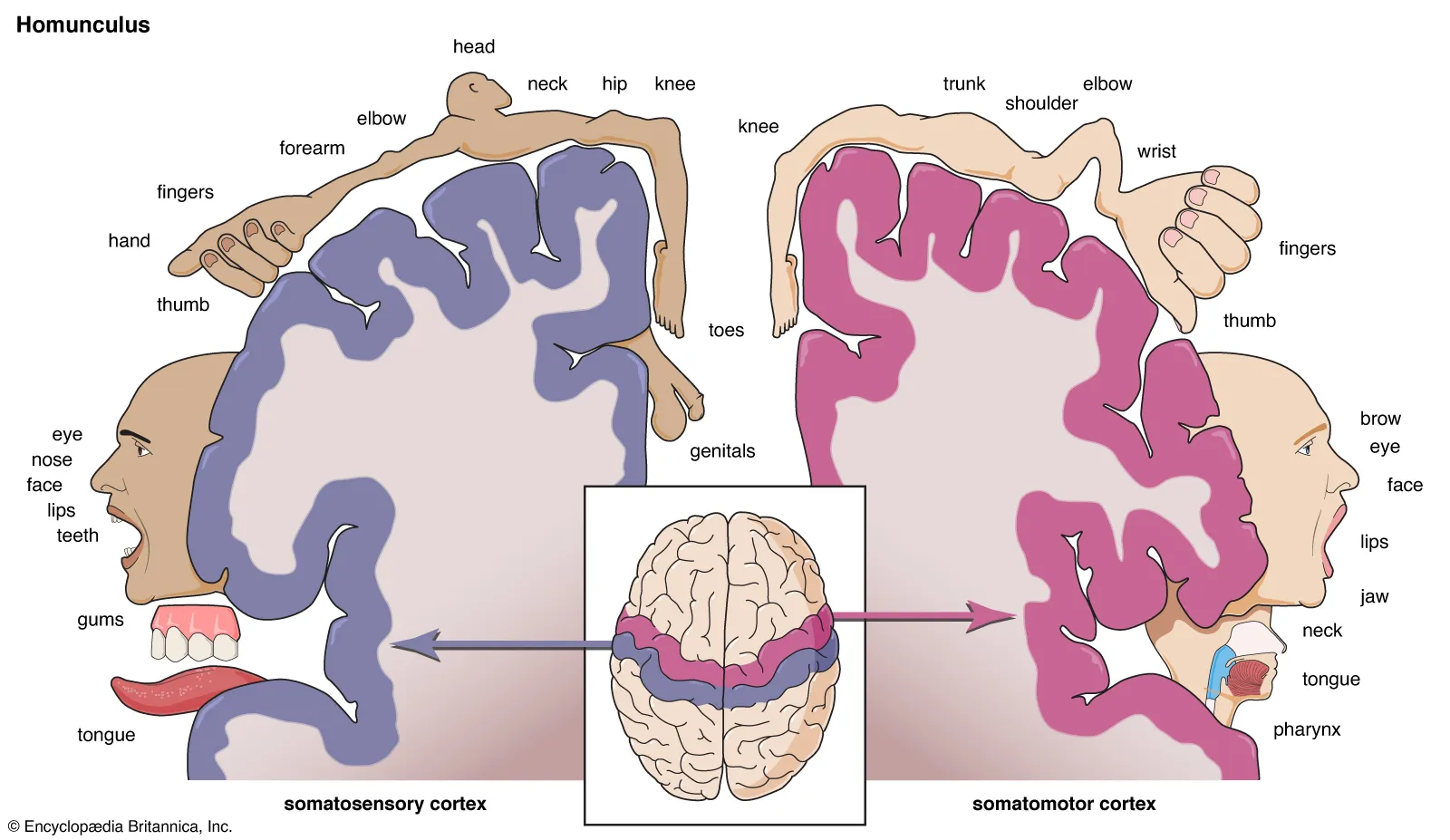 Cortical homunculus