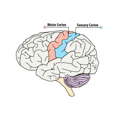 Brain diagram of the Motor Cortex